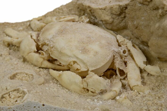 Fossil Crab (Potamon) Preserved in Travertine - Turkey #301762